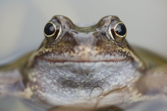 Frog close up of face