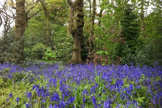 Turner's Wood bluebells