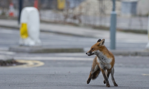 Urban fox on road