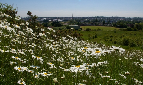 Ox-eye daisies on Portway Hill, part of Rowley Hills