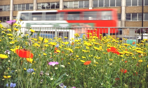 Bus going past an urban wildflower meadow
