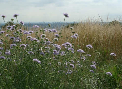 Field scabious at Portway Hill