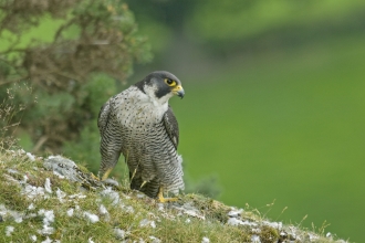 Peregrine falcon