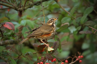 Redwing