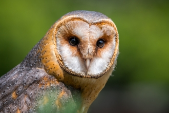 Barn Owl