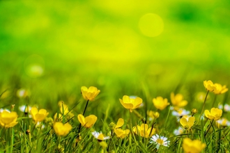 buttercups and daisies