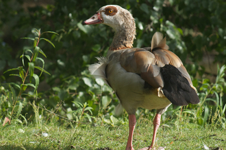 Egyptian goose