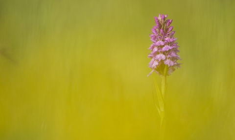 Common spotted orchid