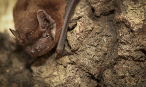 Noctule Bat