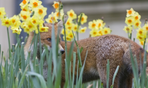 Fox in daffodils