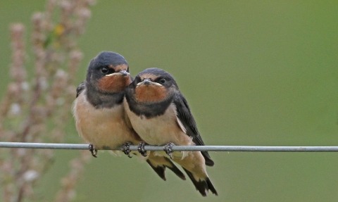 Swifts