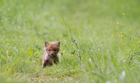 Fox cub