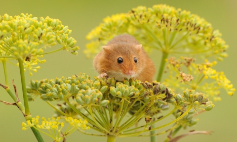 Harvest Mouse