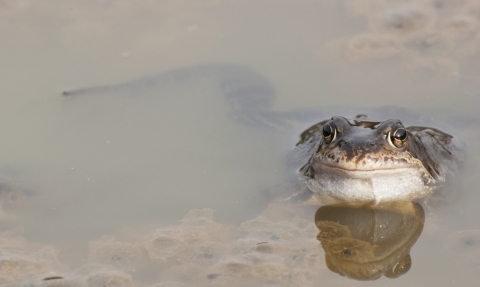 Frog in pond