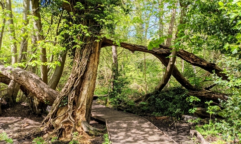 Moseley Bog