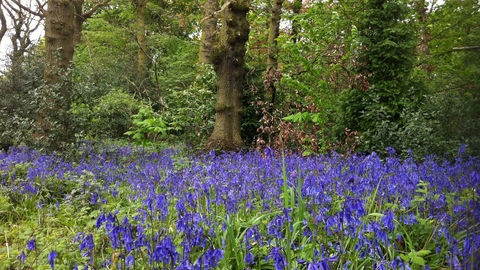 Turner S Wood The Wildlife Trust For Birmingham And The Black Country