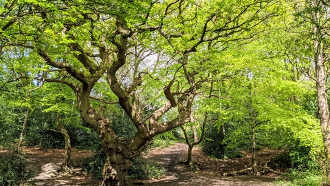 Moseley Bog