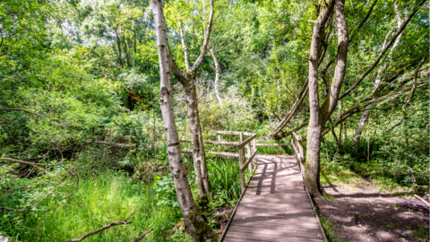 Moseley Bog