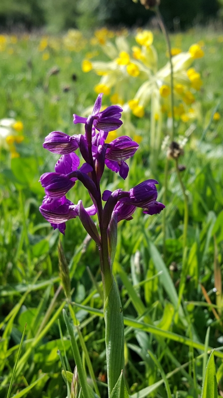 Green winged orchid at Castle Vale Meadow