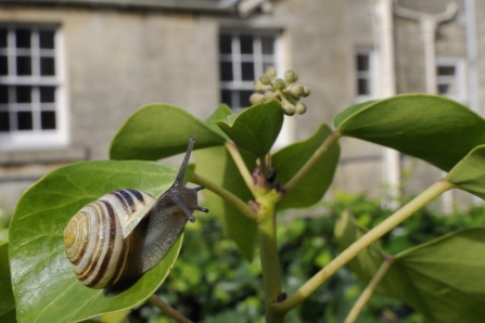 snail on plant