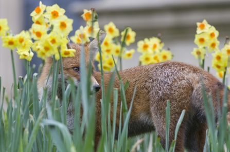 Fox in daffodils