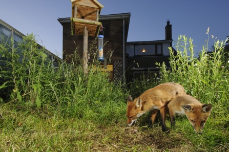 can you feed foxes dog biscuits