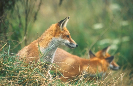 can you feed foxes dog biscuits