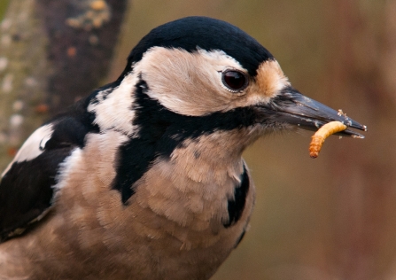 Great spotted woodpecker