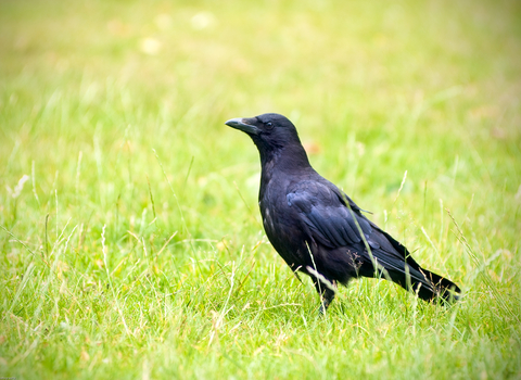 Carrion crow