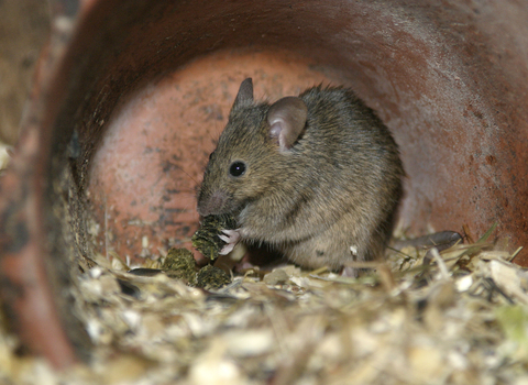 House mouse