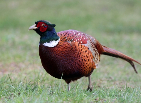 Pheasant male