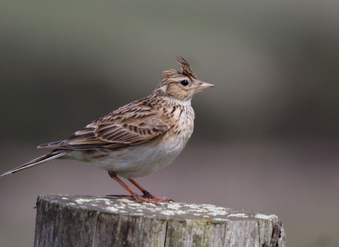 Skylark