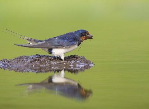 Barn swallow