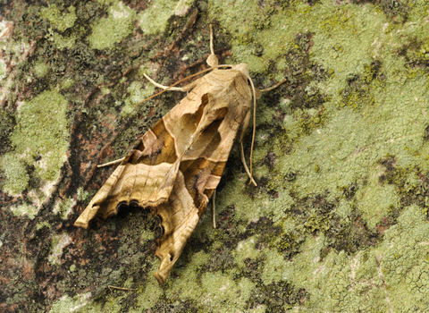 Angle Shades moth