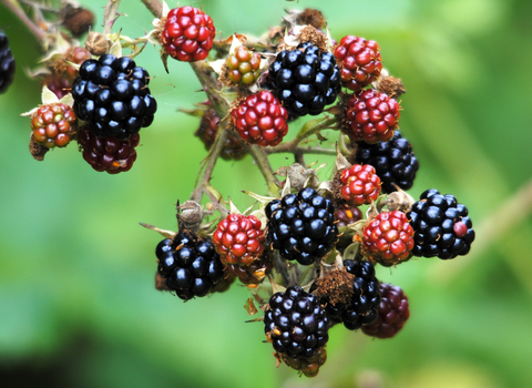 Bramble (blackberries)