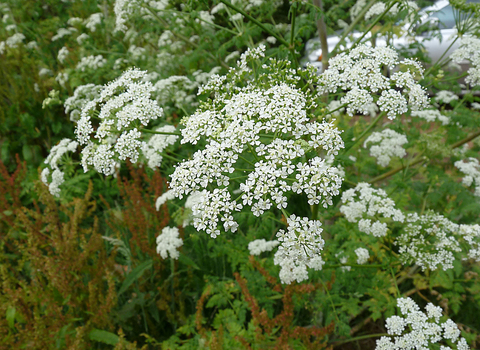 Hemlock