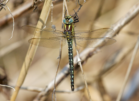 Hairy Dragonfly