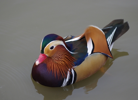 Mandarin Duck