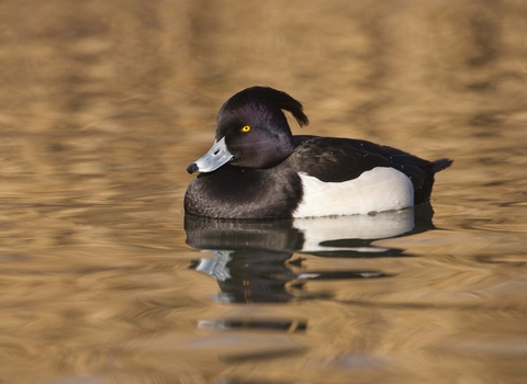 Tufted Duck