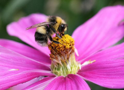 White-tailed Bumblebee