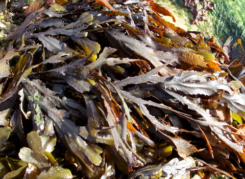 Serrated wrack