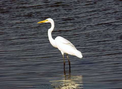 Great white egret