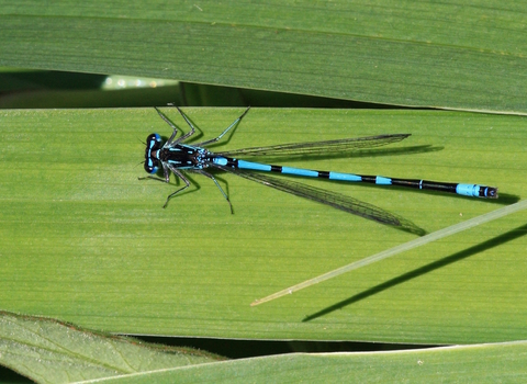 Variable damselfly