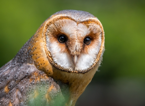 Barn Owl