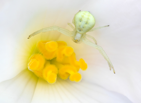 crab spider