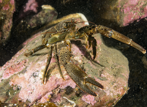 olive squat lobster