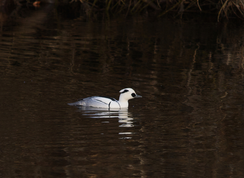 Smew (male)