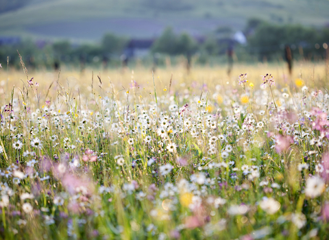 Our Wild Workshops | Birmingham & Black Country Wildlife Trust