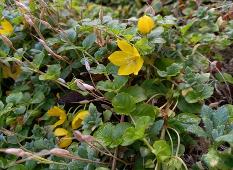 creeping jenny