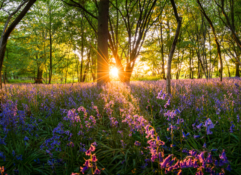 Bluebells